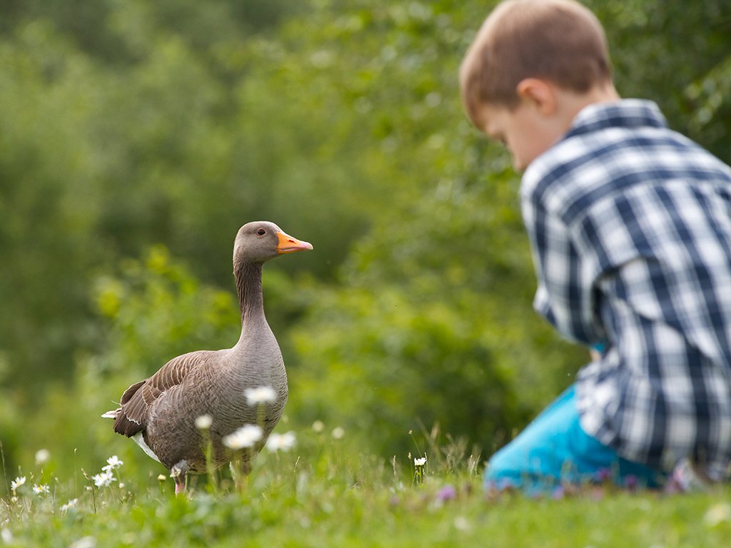 Greylag_goose_1024x768